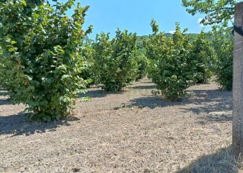 Foto 4 - Terreno agricolo sp 104, Montoro - foto 4