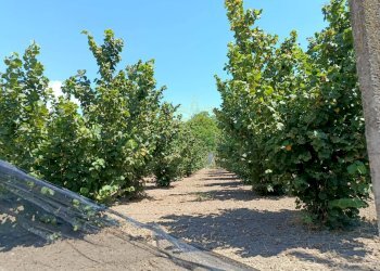 Foto 5 - Terreno agricolo sp 104, Montoro - foto 5