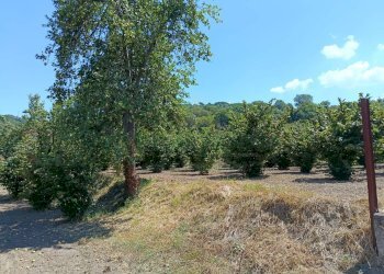 Foto 6 - Terreno agricolo sp 104, Montoro - foto 6