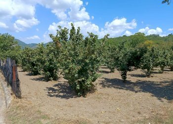 Foto 7 - Terreno agricolo sp 104, Montoro - foto 7