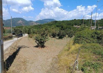 Foto 9 - Terreno agricolo sp 104, Montoro - foto 9