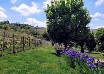 Foto 3 - Rustico frazione Camo, regione Casa Cich, Santo Stefano Belbo - foto 3