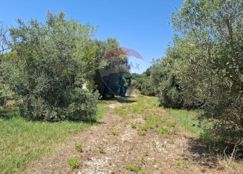 Giardino - Casa indipendente Minturno - foto 9