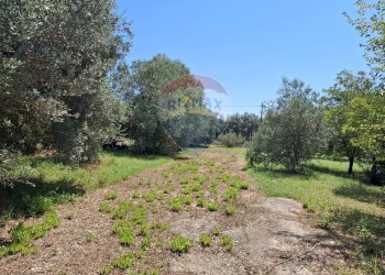 Giardino - Casa indipendente Minturno - foto 28