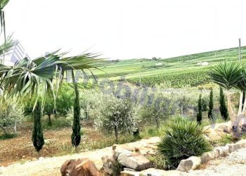 Terreno - Rustico contrada Lisciandrini, Castellammare del Golfo - foto 14