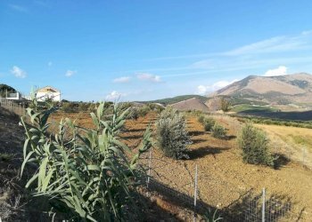 Terreno - Rustico contrada Lisciandrini, Castellammare del Golfo - foto 35