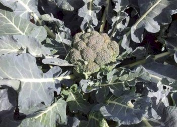 Giardino - Rustico contrada Lisciandrini, Castellammare del Golfo - foto 36