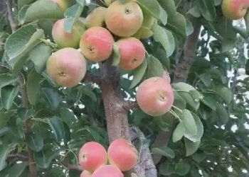 Giardino - Rustico contrada Lisciandrini, Castellammare del Golfo - foto 37