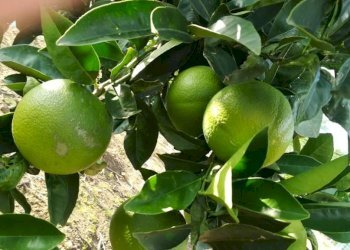 Giardino - Rustico contrada Lisciandrini, Castellammare del Golfo - foto 39