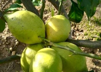 Giardino - Rustico contrada Lisciandrini, Castellammare del Golfo - foto 40