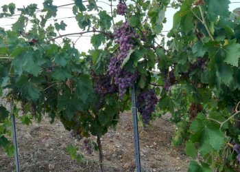 Giardino - Rustico contrada Lisciandrini, Castellammare del Golfo - foto 41