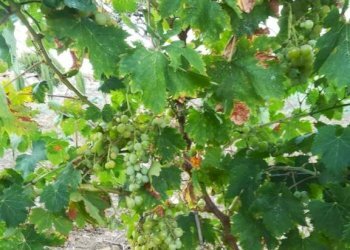 Giardino - Rustico contrada Lisciandrini, Castellammare del Golfo - foto 42