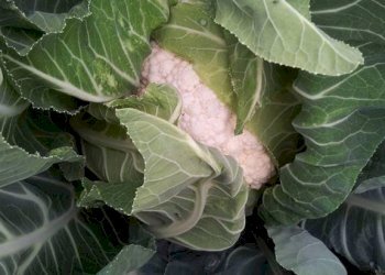 Altro - Rustico contrada Lisciandrini, Castellammare del Golfo - foto 45