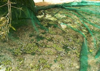 Terreno - Rustico contrada Lisciandrini, Castellammare del Golfo - foto 46