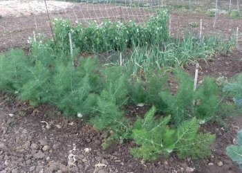 Terreno - Rustico contrada Lisciandrini, Castellammare del Golfo - foto 47