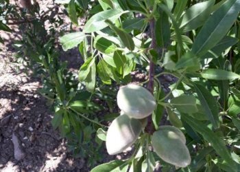 Giardino - Rustico contrada Lisciandrini, Castellammare del Golfo - foto 49