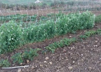 Terreno - Rustico contrada Lisciandrini, Castellammare del Golfo - foto 50