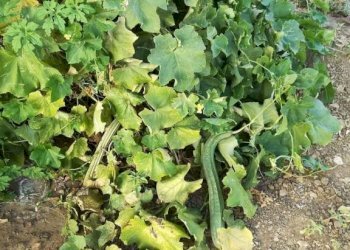 Terreno - Rustico contrada Lisciandrini, Castellammare del Golfo - foto 44