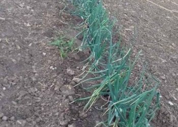 Terreno - Rustico contrada Lisciandrini, Castellammare del Golfo - foto 49
