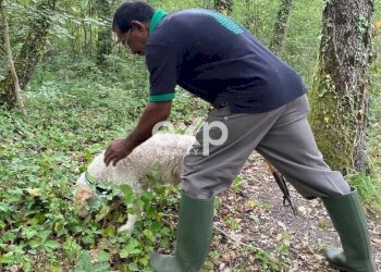 Villa Strada Valubbio, Cagli - photo 69