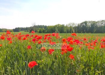 Foto 12 - Trilocale Ponti sul Mincio - foto 12