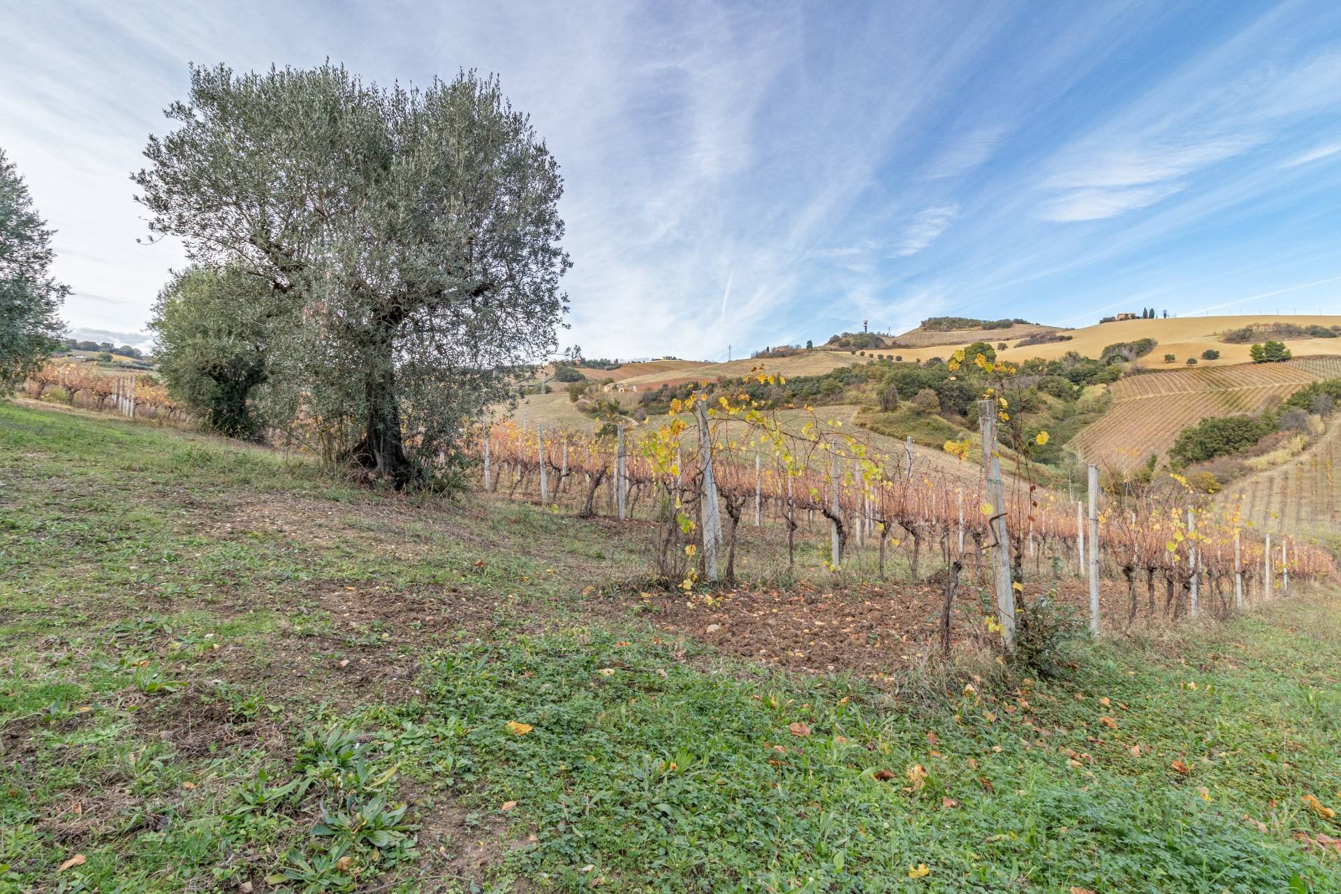 Foto 2 - Terreno agricolo snc, Acquaviva Picena - foto 2
