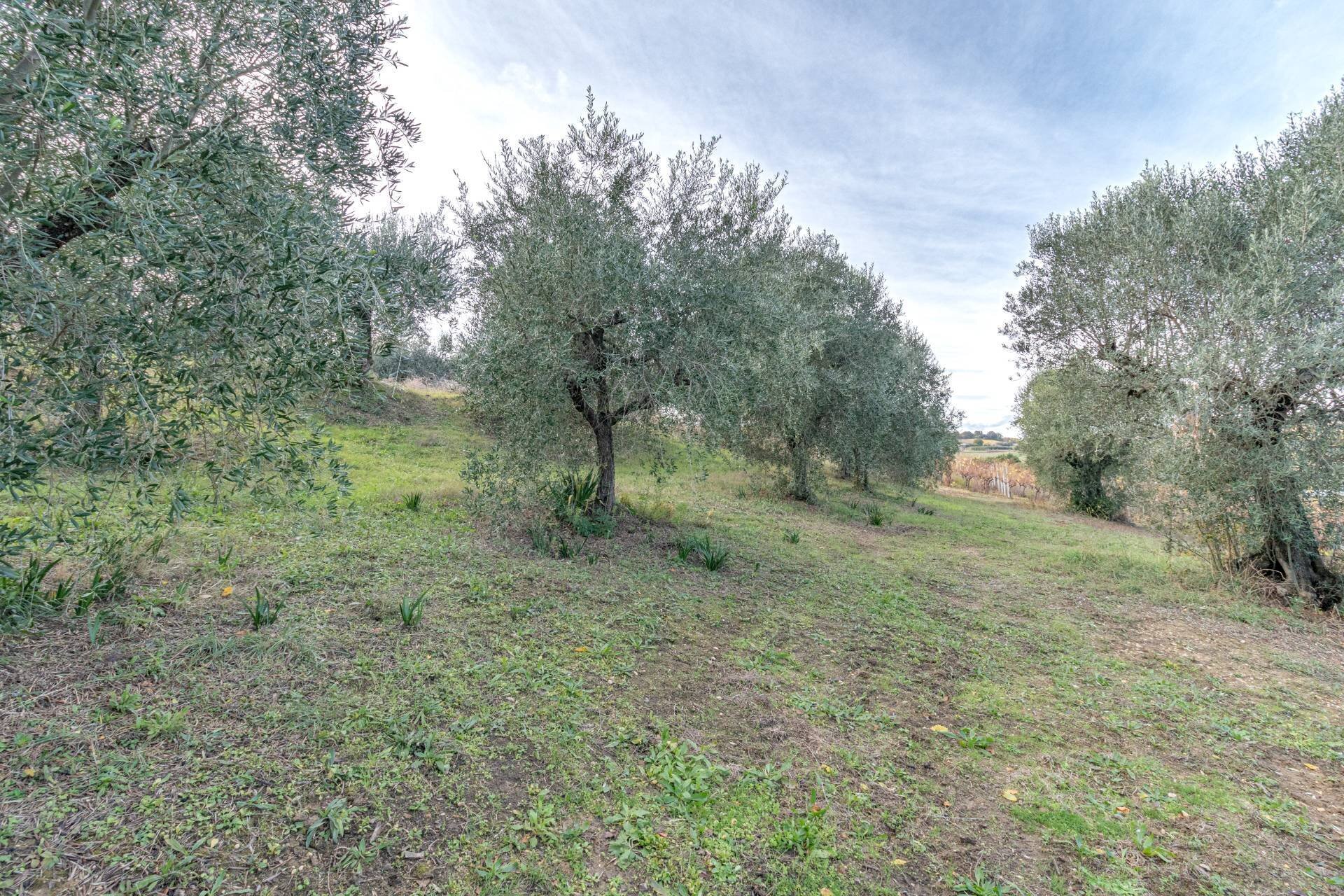 Foto 3 - Terreno agricolo snc, Acquaviva Picena - foto 3