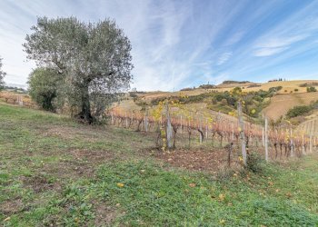 Foto 2 - Terreno agricolo snc, Acquaviva Picena - foto 2