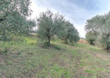 Foto 3 - Terreno agricolo snc, Acquaviva Picena - foto 3