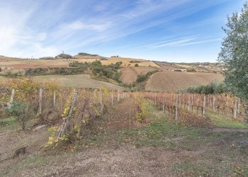 Foto 4 - Terreno agricolo snc, Acquaviva Picena - foto 4
