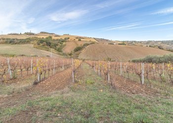 Foto 5 - Terreno agricolo snc, Acquaviva Picena - foto 5