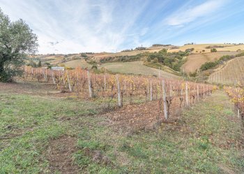 Foto 6 - Terreno agricolo snc, Acquaviva Picena - foto 6