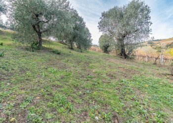 Foto 8 - Terreno agricolo snc, Acquaviva Picena - foto 8