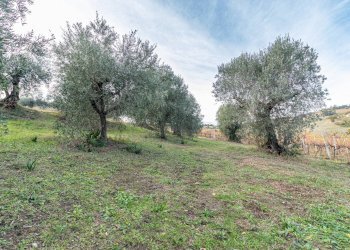 Foto 9 - Terreno agricolo snc, Acquaviva Picena - foto 9