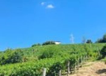 Agricultural land Canelli - photo 8