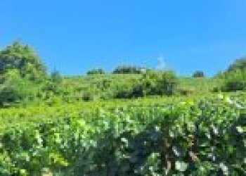 Agricultural land Canelli - photo 9