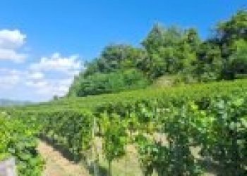 Agricultural land Canelli - photo 10