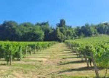 Agricultural land Canelli - photo 12