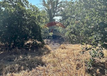 Giardino - Terreno edificabile CONTRADA MONTI ARSI
 
snc, Gravina di Catania - foto 8