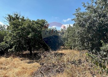 Giardino - Terreno edificabile CONTRADA MONTI ARSI
 
snc, Gravina di Catania - foto 10