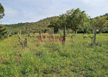 Foto 33 - Rustico Cinigiano - foto 33