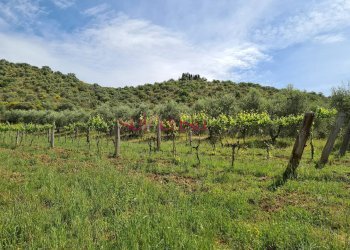 Foto 35 - Rustico Cinigiano - foto 35