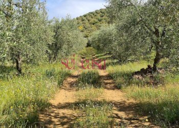 Foto 36 - Rustico Cinigiano - foto 36