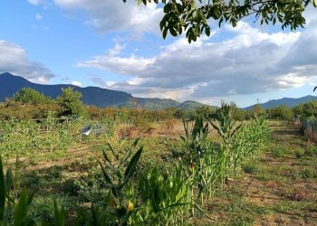 Foto 5 - Terreno agricolo via Gramsci, Montoro - foto 5