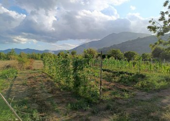 Foto 6 - Terreno agricolo via Gramsci, Montoro - foto 6