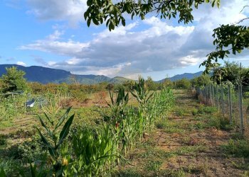 Foto 7 - Terreno agricolo via Gramsci, Montoro - foto 7