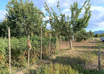 Foto 8 - Terreno agricolo via Gramsci, Montoro - foto 8