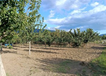 Foto 10 - Terreno agricolo via Gramsci, Montoro - foto 10