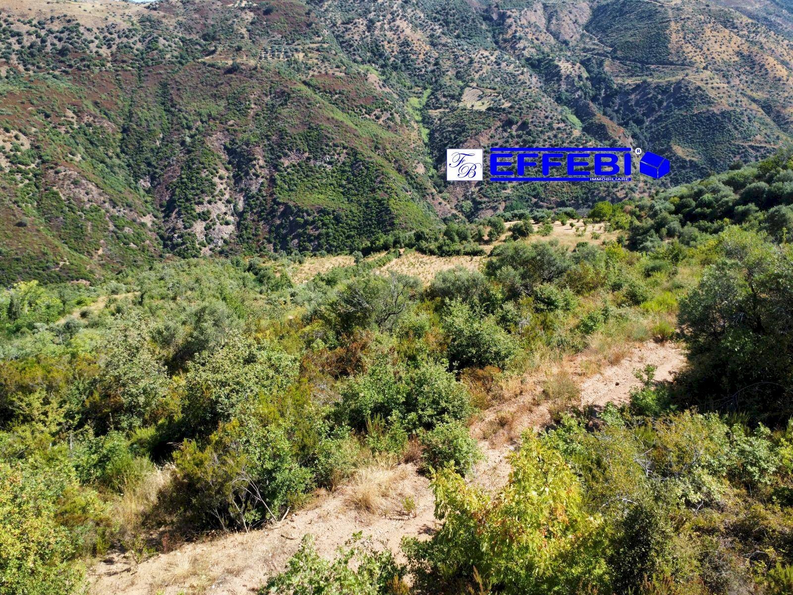 Foto 1 - Agriturismo CONTRADA PANTANELLA, Luzzi - photo 1