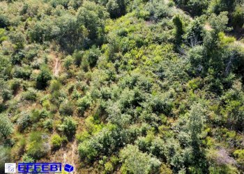 Foto 23 - Agriturismo CONTRADA PANTANELLA, Luzzi - foto 23